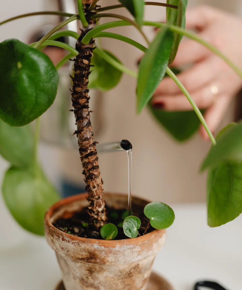 Tay đang tưới nước cho cây trong chậu đất nung