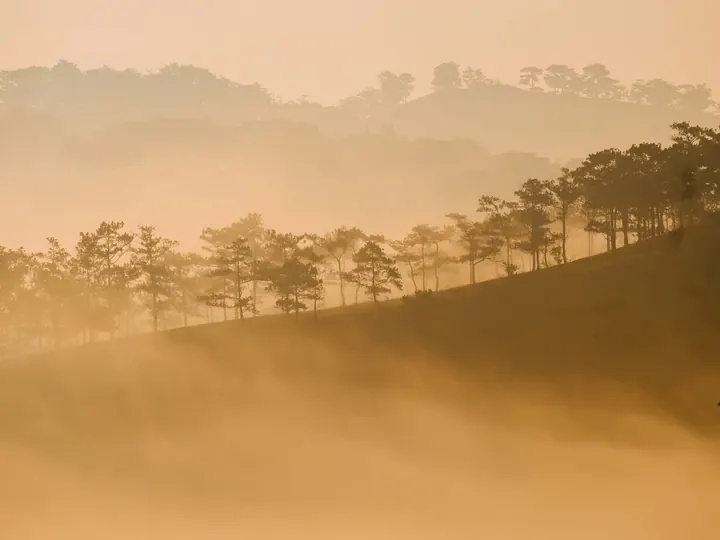 Biển mây trên đồi thông lúc sáng sớm