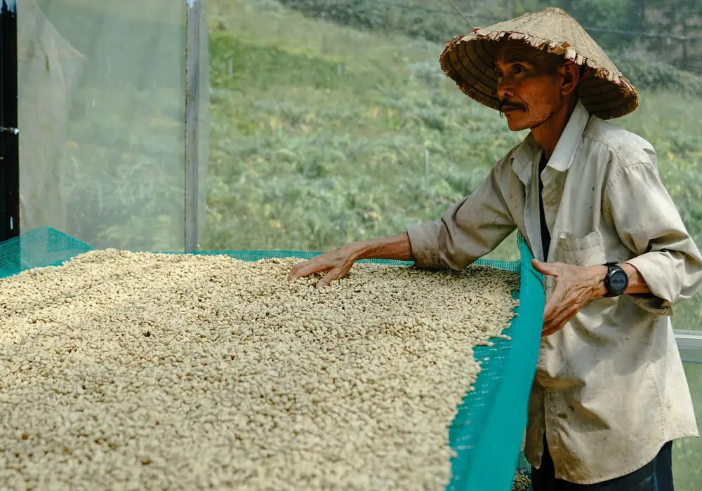 Người nông dân đảo hạt cà phê phơi sân