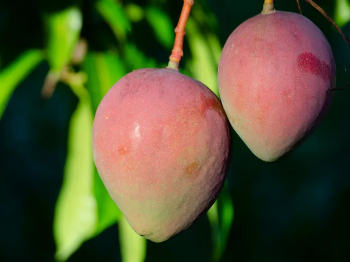 Xoài cát tươi xuất khẩu
