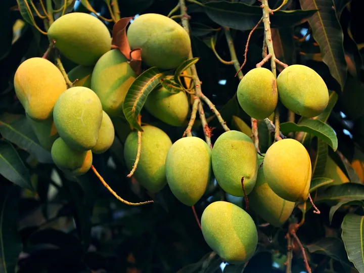 Xoài đông lạnh IQF
